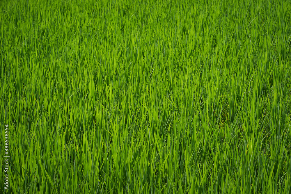 young rice are growing in the paddy field. young rice are growing in the paddy field.
