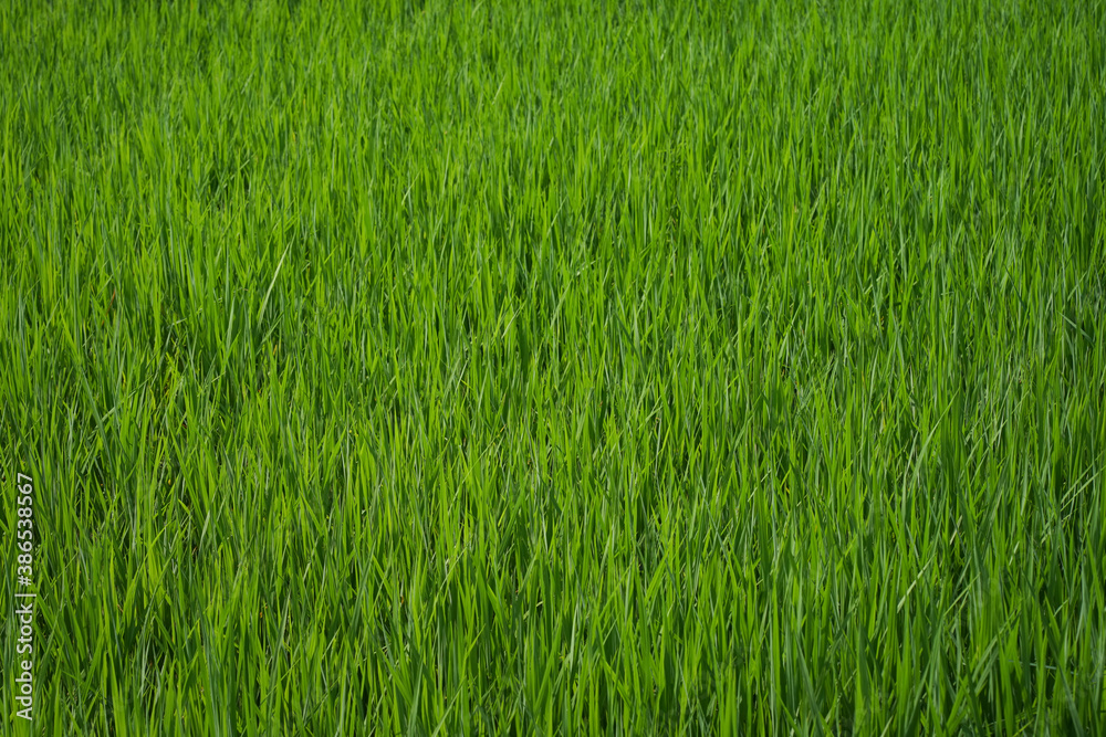 young rice are growing in the paddy field. young rice are growing in the paddy field.