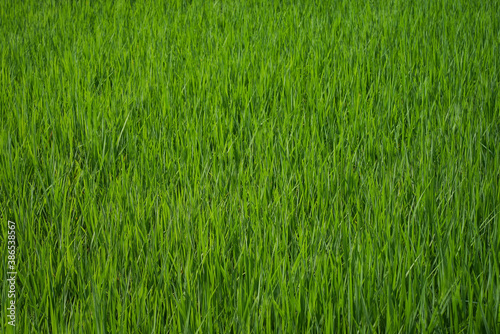 young rice are growing in the paddy field. © sarawut
