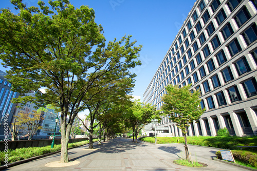 大阪市役所と街路樹