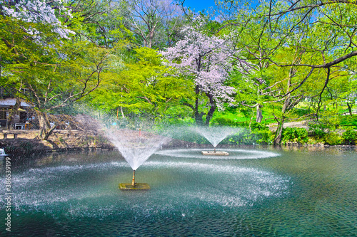 桜咲く東京都井の頭公園の噴水のある風景