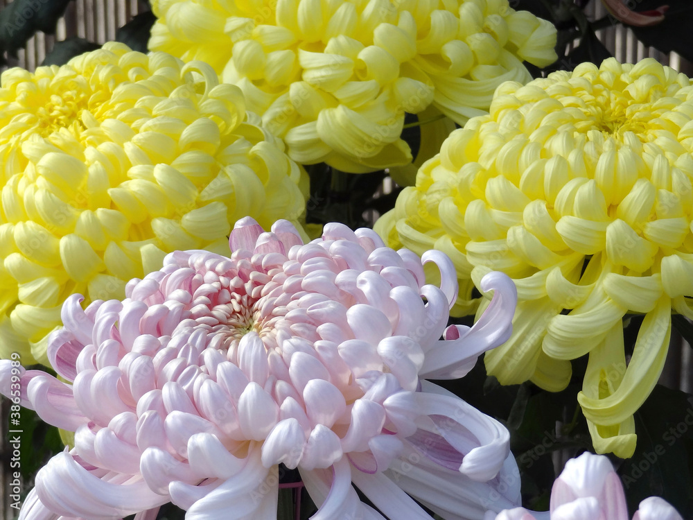 菊花 菊花