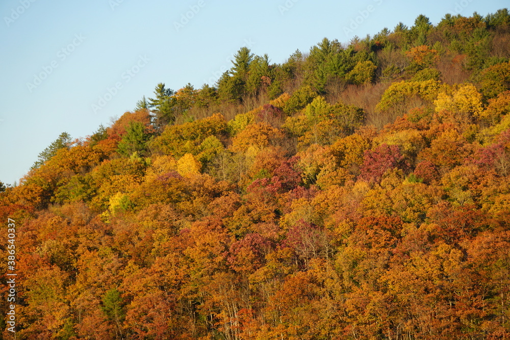 Striking colors of fall foliage near Grand Canyon of Pennsylvania, U.S Striking colors of fall foliage near Grand Canyon of Pennsylvania, U.S