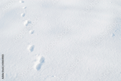 冬　雪　足跡