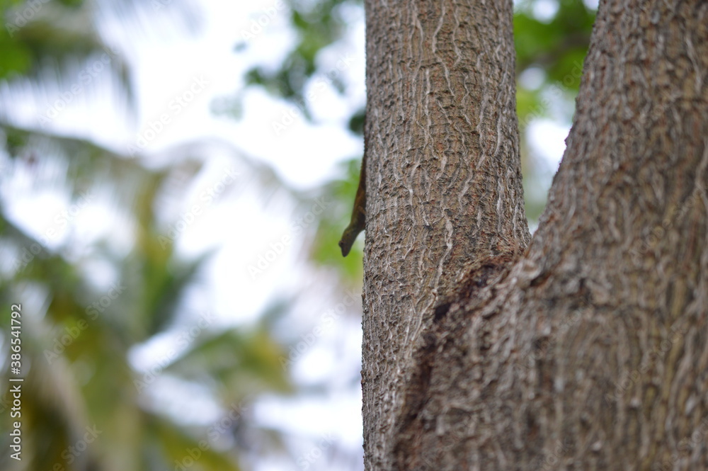 tree in the park