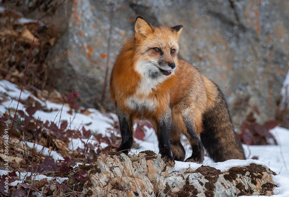 Red Fox