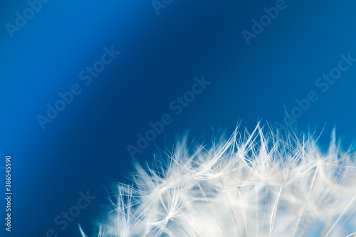 Photography Soft close-up dandelion seeds. Delicate blue and white backdrop