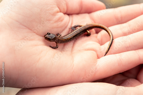 western red back salamander in a hand. 