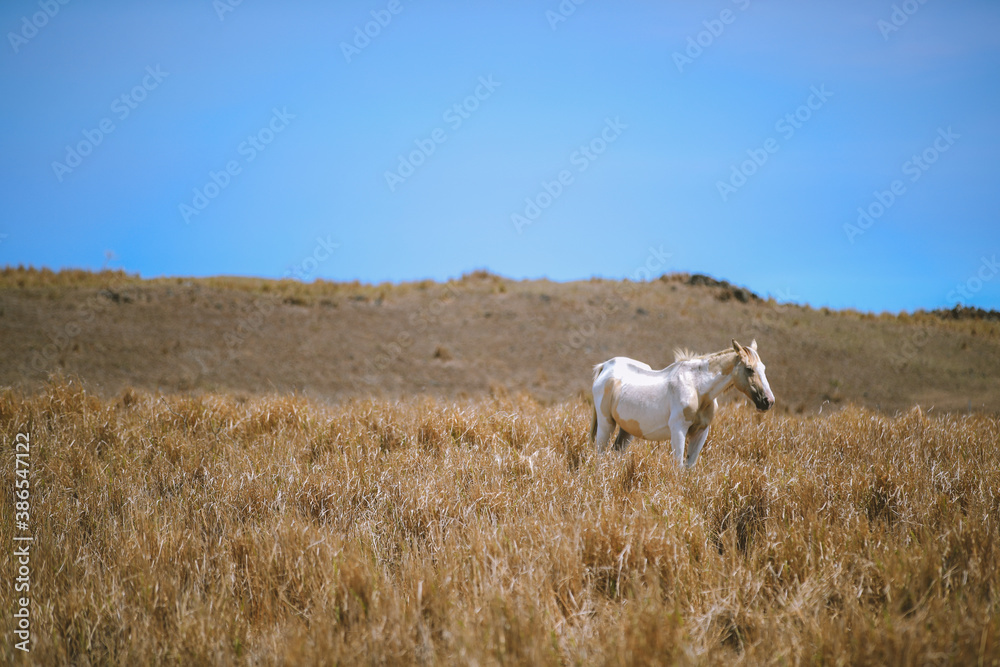 Horse in the ranch, South Point, Big island, Hawaii
Horse in the ranch, South Point, Big island, Hawaii