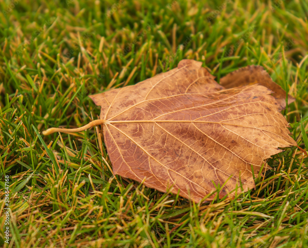 leaf on grass leaf on grass