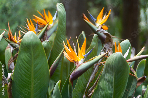 Close up of orange and purple bird of paradise plant blooms