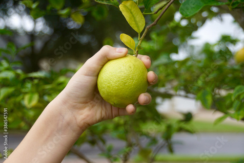 Hand plucking a lime from a tree
