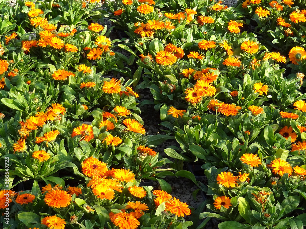 花の栽培 花の栽培
