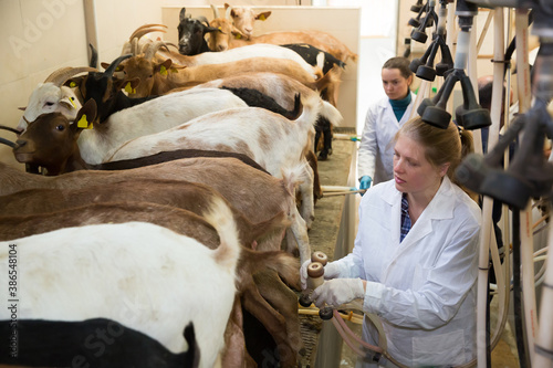 Two female breeders preparing for machine milking of goats on farm photo