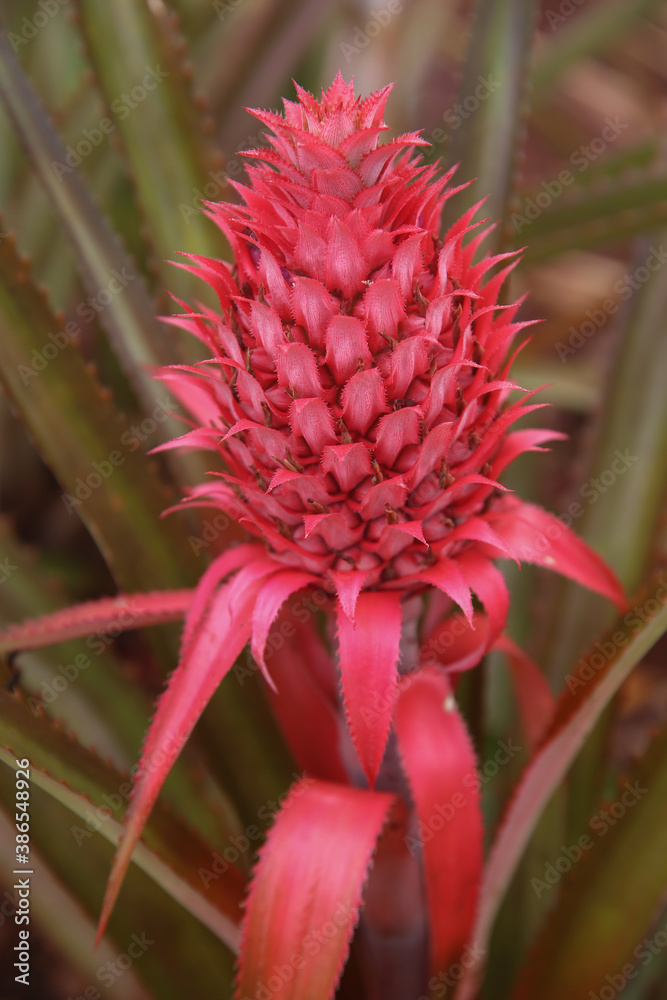 Pineapple at Dole Plantation, Oahu, Hawaii Pineapple at Dole Plantation, Oahu, Hawaii