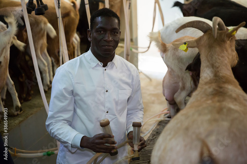 Portrait of professional African American male milkmaid working with goats on farm photo