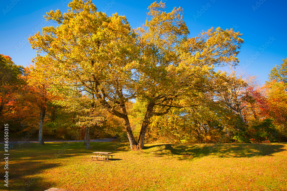 A large oak tree in fall color on the Blue Ridge Parkway in North Carolina, USA with a picnic table in the foreground.