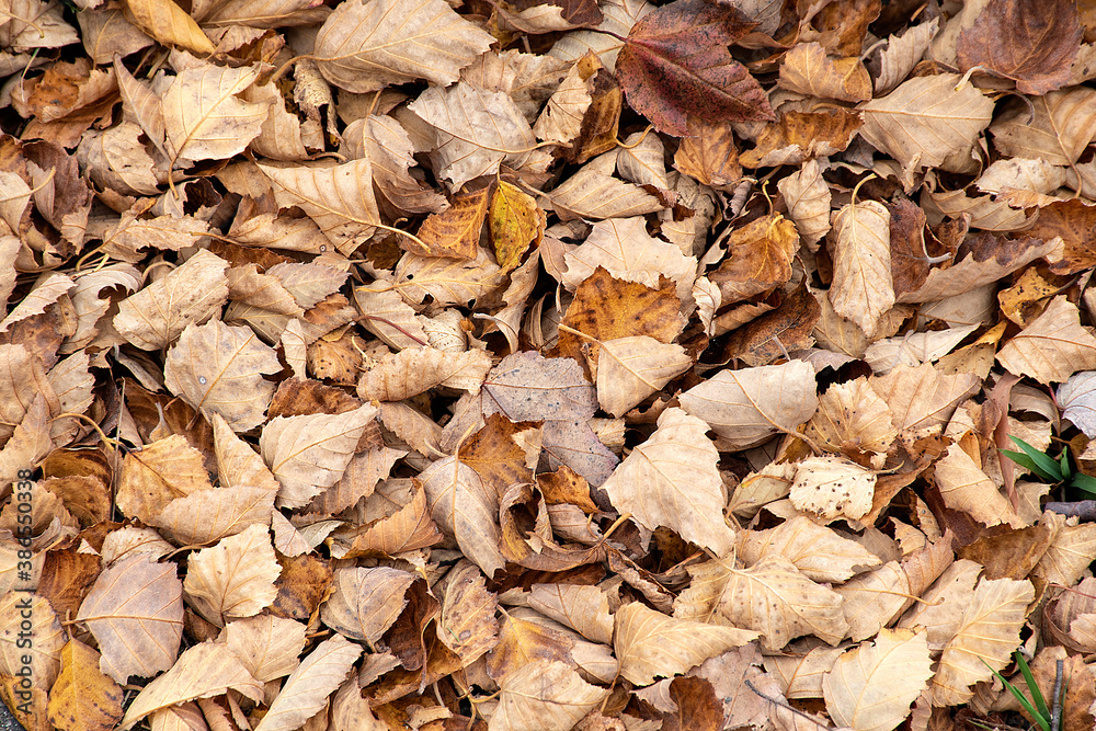 collection of brown dried leaves on the ground collection of brown dried leaves on the ground