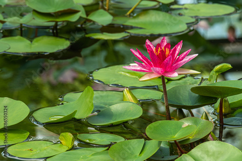 beautiful bright  colorful  fresh water plants flowers lotuses in the pond