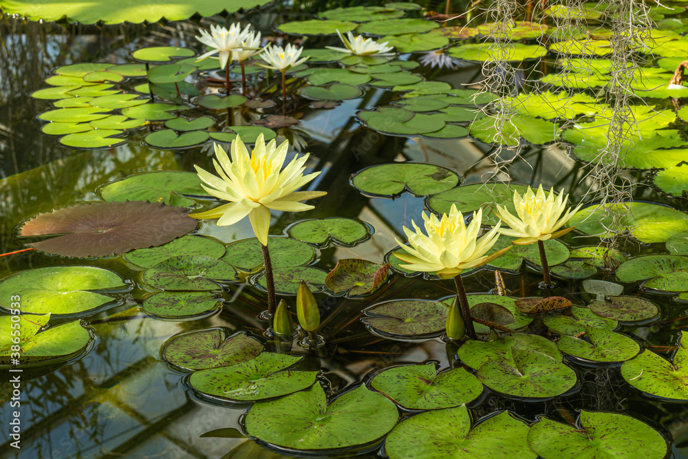beautiful bright, colorful, fresh water plants flowers lotuses in the pond beautiful bright, colorful, fresh water plants flowers lotuses in the pond