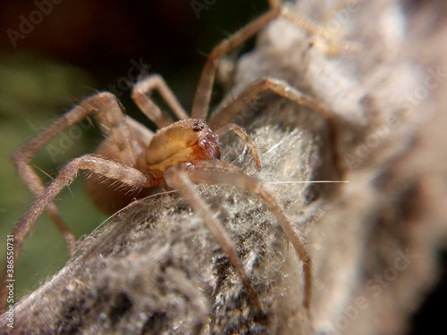Araña