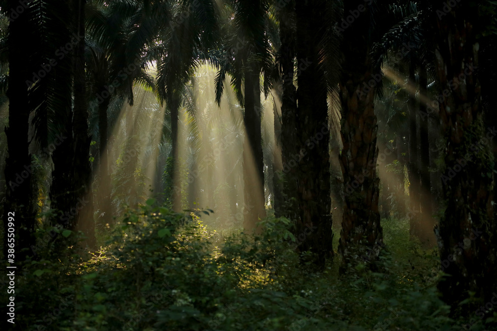 Obraz premium waterfall in the forest