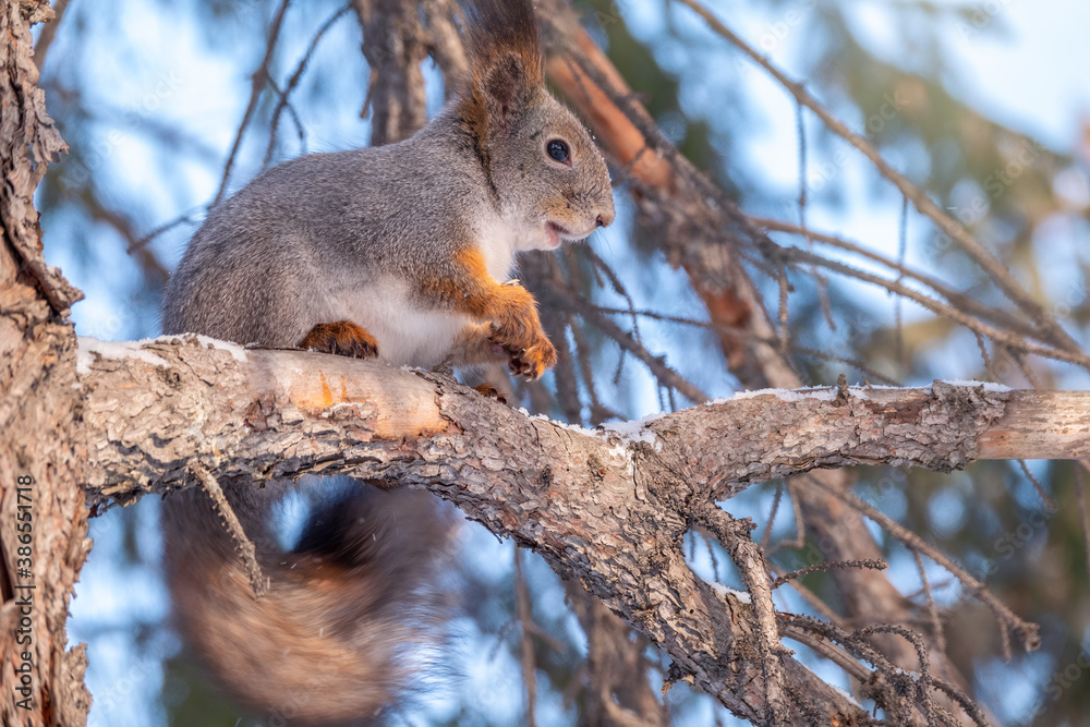 Girl feeds a squirrel with nuts at winter. Caring for animals in winter or autumn. Girl feeds a squirrel with nuts at winter. Caring for animals in winter or autumn.