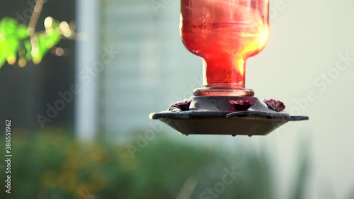 Tilt-up on a close-up of a hummingbird eating at a red backyard hummingbird feeder, Scottsdale, Arizona. photo