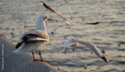 The seagulls​ in​ the​ evening​ at​ Bang​ Pu.