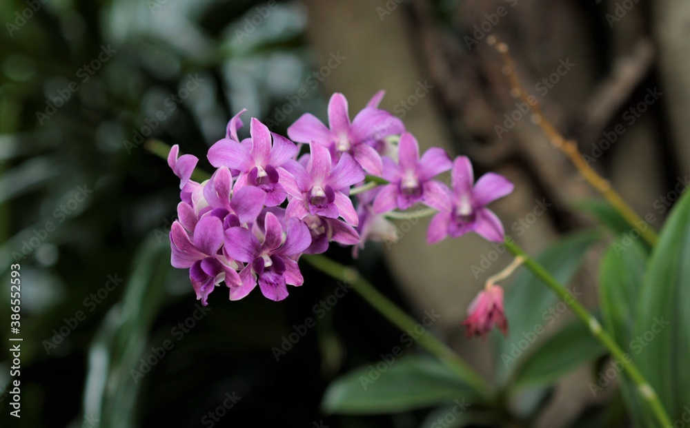bunch of pink orchids