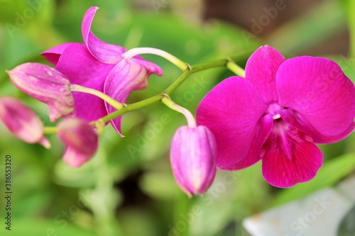 pueple orchid flower photo