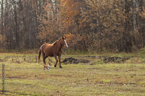 Horse and chihuahua dog running in autumn field
