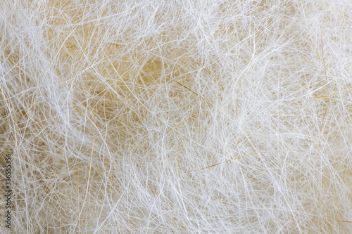 macro, close up. Bunch of dog's hair fur after brushing and grooming.