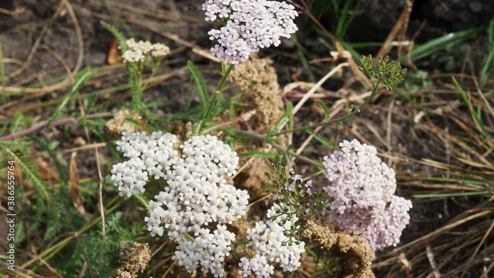 Yarrow white flowering plant and wind. Yarrow white flowering plant and wind.