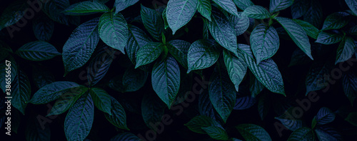 closeup tropical green leaf background. Flat lay  fresh wallpaper banner concept
