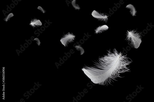 Soft light fluffy a feathers floating in the dark. Feather abstract freedom concept background. Black background
