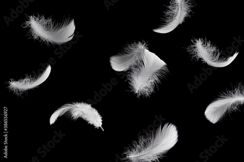 Soft light fluffy a feathers falling down in the dark. Feather abstract freedom concept background. Black background