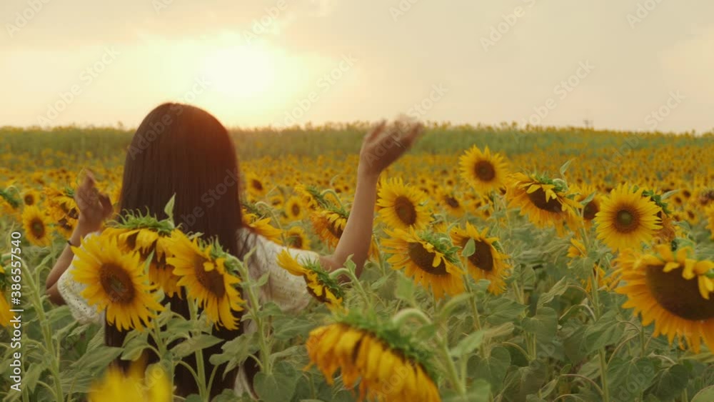 An Asian woman enjoying and relaxing in a full bloom sunflower field ...