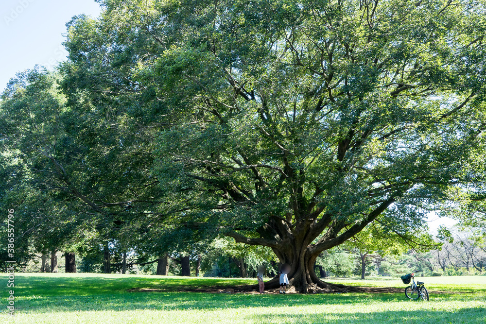 Obraz premium 野川公園の大木1