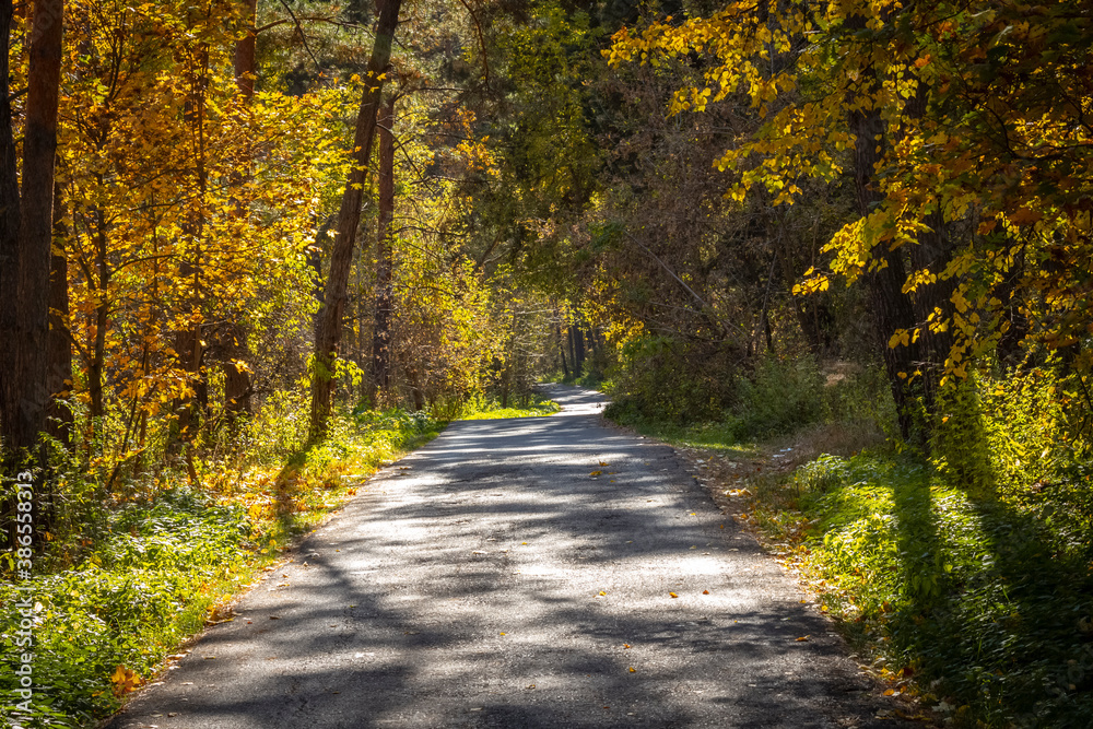 Narrow asphalt road through the autumn forest.