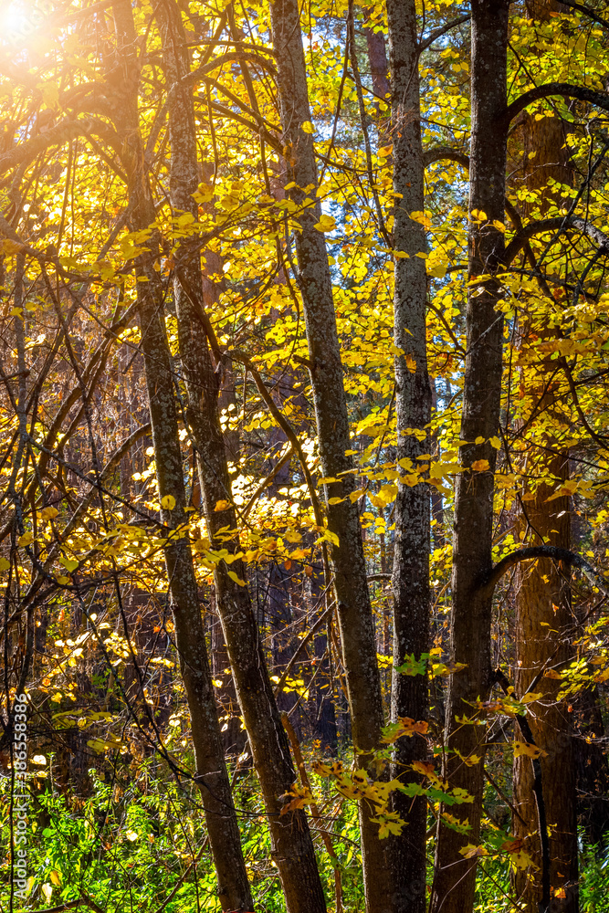 Obraz premium Bright colorful leaves on bushes and trees in the autumn.
