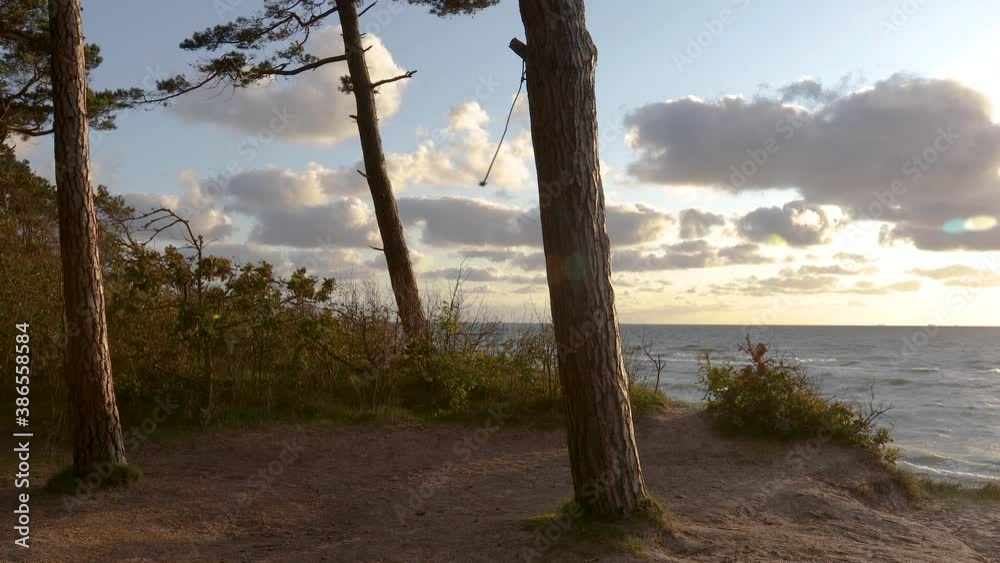 Baltic sea coastline forest at sunset. Beautiful large pine trees growing on sandy dunes slope. The piece of the rope tied to a tree swaying from the wind. Baltic seashore near Klaipeda in Lithuania , Baltic sea coastline forest at sunset. Beautiful large pine trees growing on sandy dunes slope. The piece of the rope tied to a tree swaying from the wind. Baltic seashore near Klaipeda in Lithuania ,
