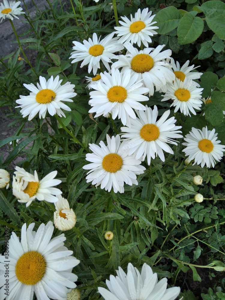 Fototapeta premium daisies in a garden