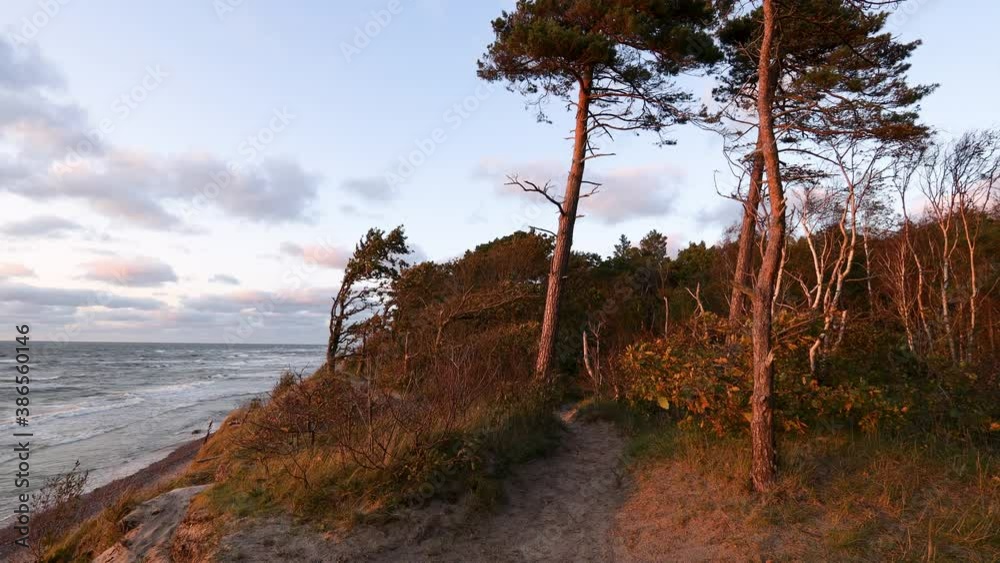 Baltic sea coastline forest at sunset. Beautiful large pine trees growing on sandy dunes slope. Baltic seashore near Klaipeda in Lithuania , at the place named Baltic sea coastline forest at sunset. Beautiful large pine trees growing on sandy dunes slope. Baltic seashore near Klaipeda in Lithuania , at the place named