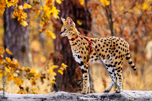 Obraz na płótnie serval wild cat against autumn yellow background