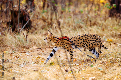 Photography serval wild cat against autumn yellow background