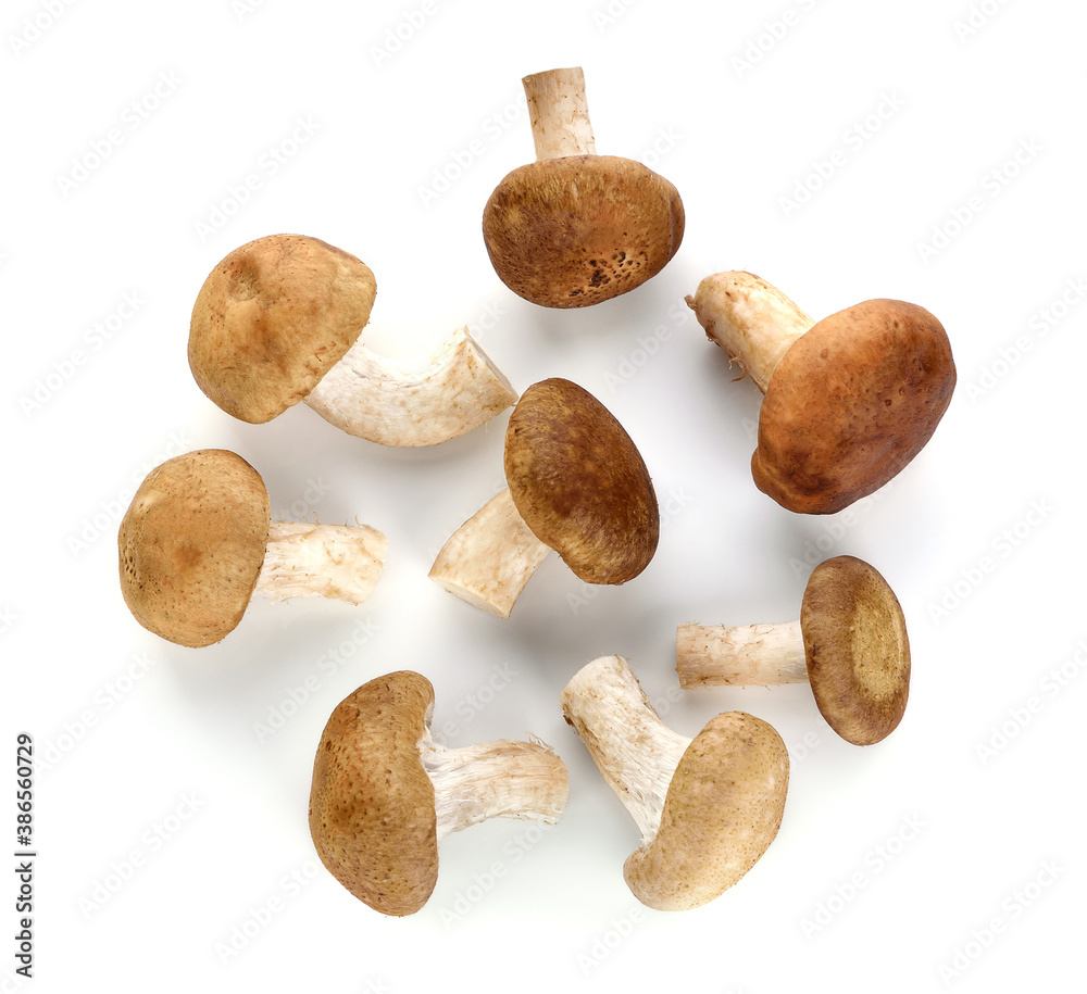 mushroom isolated on white background. top view mushroom isolated on white background. top view