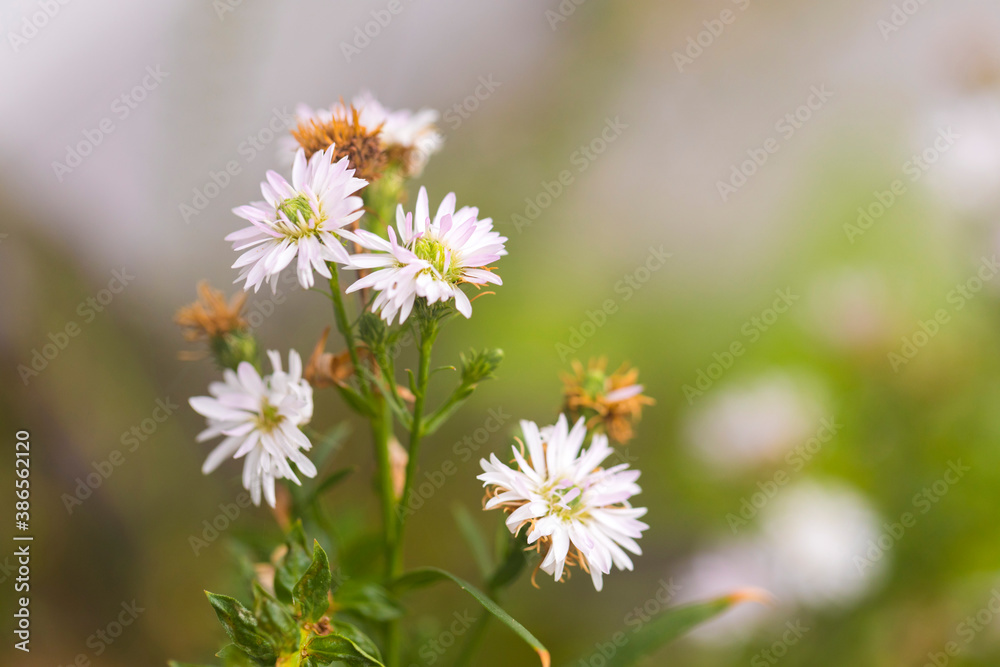 White Margaret flower in garden, white Daisy background White Margaret flower in garden, white Daisy background