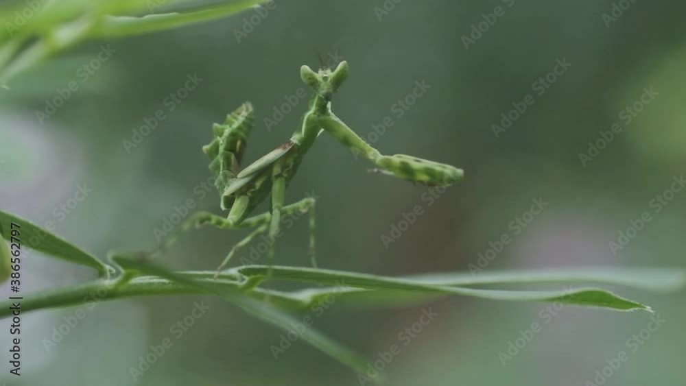 Green preying mantis sitting on a leaf looking into camera Green preying mantis sitting on a leaf looking into camera
