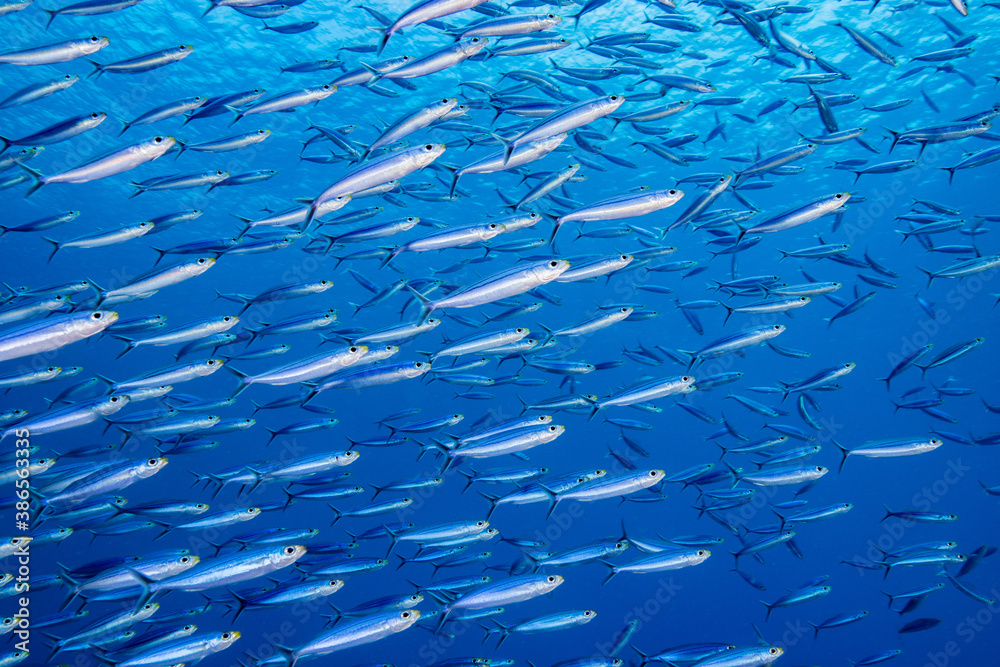 Fototapeta premium Unterwasserfoto Tauchen Ocean